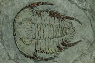 Lower Cambrian Trilobite (Neltneria) - Issafen, Morocco #355767