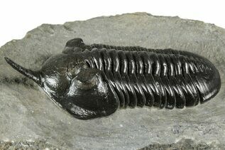 Premium Specimens For Sale