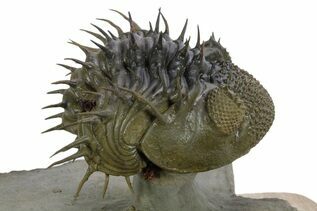 Premium Specimens For Sale