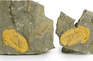 Bright-Orange Dalmanitid (Ormathops) Trilobite With Pos/Nev #355822