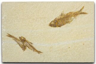 Limestone with Three Fossil Fish (Knightia) - Wyoming #355624