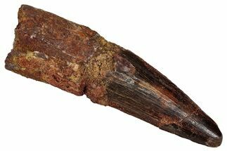 Fossil Spinosaurus Tooth - Real Dinosaur Tooth #355691