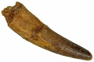 Fossil Spinosaurus Tooth - Real Dinosaur Tooth #355741