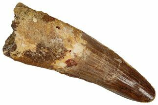 Fossil Spinosaurus Tooth - Real Dinosaur Tooth #355753