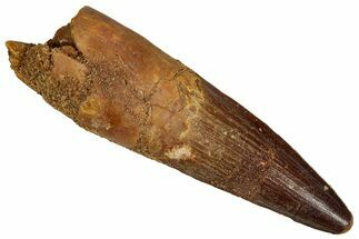 Fossil Spinosaurus Tooth - Real Dinosaur Tooth #355759