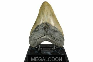 Fossil Megalodon Tooth - North Carolina #355831