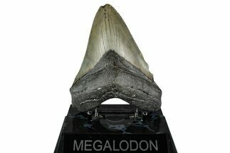 Serrated, Fossil Megalodon Tooth - North Carolina #355834