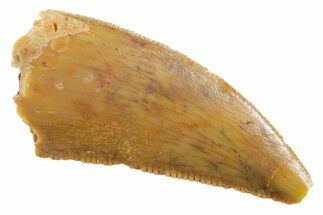 Serrated Raptor Tooth - Real Dinosaur Tooth #355534