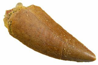 Raptor Tooth - Real Dinosaur Tooth #355536