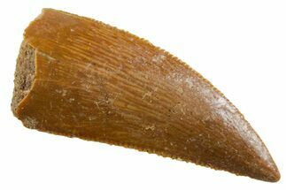Serrated Raptor Tooth - Real Dinosaur Tooth #355539