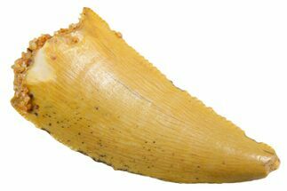 Serrated Raptor Tooth - Real Dinosaur Tooth #355541