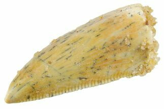 Serrated, Raptor Premaxillary Tooth - Real Dinosaur Tooth #355545