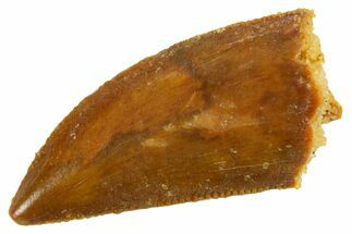 Serrated Raptor Tooth - Real Dinosaur Tooth #355556