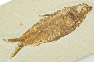Detailed Fossil Fish (Knightia) - Wyoming #355649