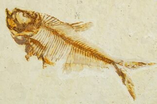 Fossil Fish (Diplomystus) - Wyoming #355655