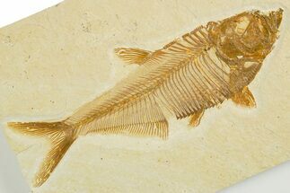 Detailed Fossil Fish (Diplomystus) - Wyoming #355675