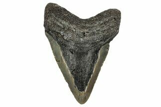 Bargain, Fossil Megalodon Tooth - North Carolina #355745