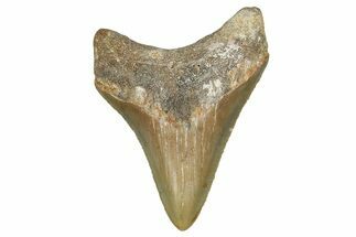 Serrated, Juvenile Megalodon Tooth - North Carolina #355746