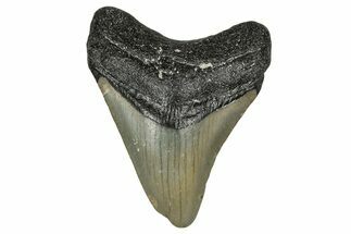 Juvenile Megalodon Tooth - North Carolina #355747