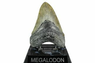 Serrated, Fossil Megalodon Tooth - North Carolina #355845