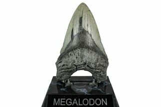Fossil Megalodon Tooth - North Carolina #355848