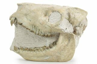 Fossil Oreodont (Merycoidodon) Skull - South Dakota #355957