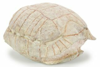 Inflated Fossil Tortoise (Stylemys) - South Dakota #355959