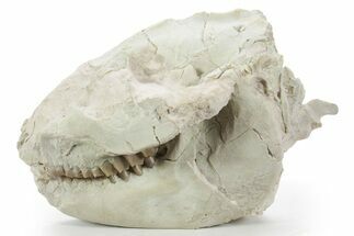 Fossil Oreodont (Leptauchenia) Partial Skull - South Dakota #355963