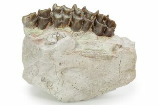 Unprepared Fossil Oreodont (Merycoidodon) Jaw - South Dakota #355978