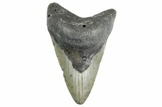 Fossil Megalodon Tooth - North Carolina #354510