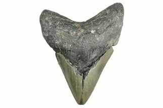 Bargain, Fossil Megalodon Tooth - North Carolina #355710