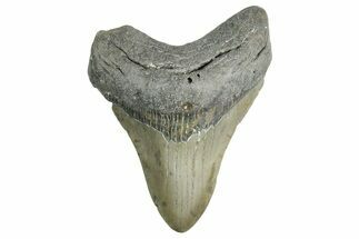 Fossil Megalodon Tooth - North Carolina #355720