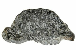 Polished Lunar Meteorite ( g) Slice - Ash Shaqqah #355998