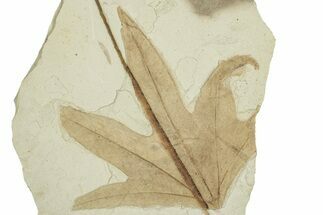 Fossil Sycamore (Macginitiea) Leaf - Green River Formation, Utah #356073