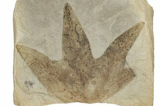 Fossil Sycamore (Macginitiea) Leaf - Green River Formation, Utah #356086