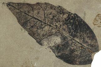 Fossil Oak Leaf (Quercus) - Insect Predation! #356093
