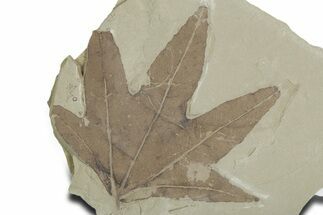 Fossil Sycamore (Macginitiea) Leaf - Green River Formation, Utah #356067