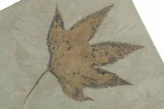 Fossil Sycamore (Macginitiea) Leaf - Green River Formation, Utah #356068