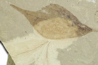 Detailed Fossil Leaf (Populus) - Green River Formation, Utah #356118