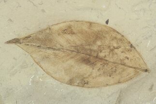 Fossil Coffeetree Leaf (Gymnocladus) - Utah #356121
