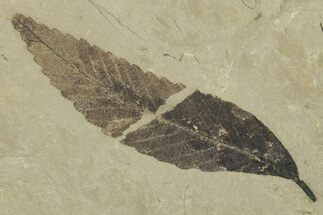 Fossil Leaf (Cedrelospermum) - Green River Formation, Utah #356133