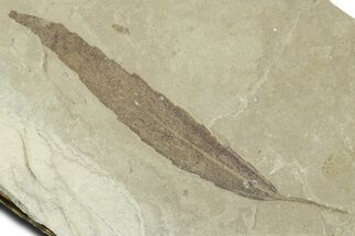 Detailed Fossil Leaf (Populus) - Green River Formation, Utah #356136