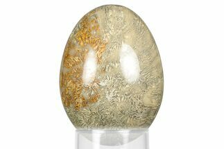 Polished Oligocene Fossil Coral Egg - Philippines #356297