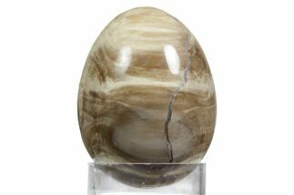 Polished Oligocene Petrified Wood (Pinus) Egg - Australia #356265