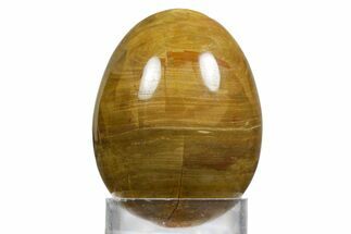 Colorful Chinchilla Petrified Wood (Conifer) Egg - Australia #356267