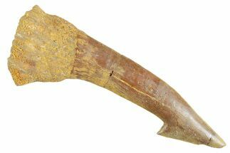 Huge, Fossil Sawfish (Onchopristis) Rostral Barb - Morocco #356447