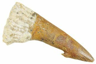 Fossil Sawfish (Onchopristis) Rostral Barb - Morocco #356457