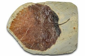 Paleocene Fossil Leaf (Davidia) - Montana #356515