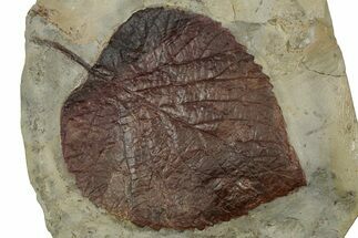 Paleocene Fossil Leaf (Davidia) - Montana #356537