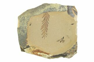 Shale With Dawn Redwood (Metasequoia) Fossils - Montana #356480